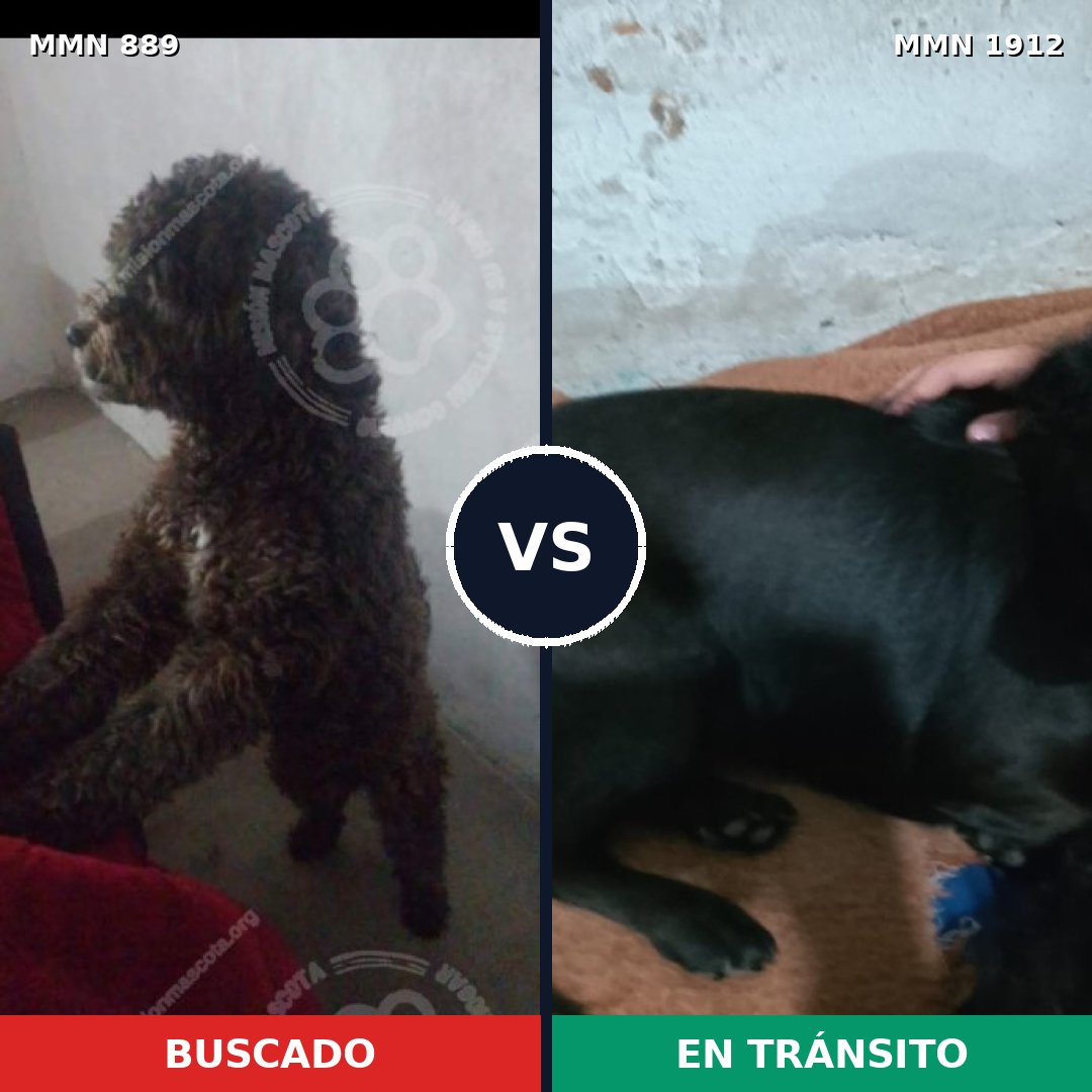 Comparativa MMS 40907: mascota perdida y mascota encontrada, 45% de similitud