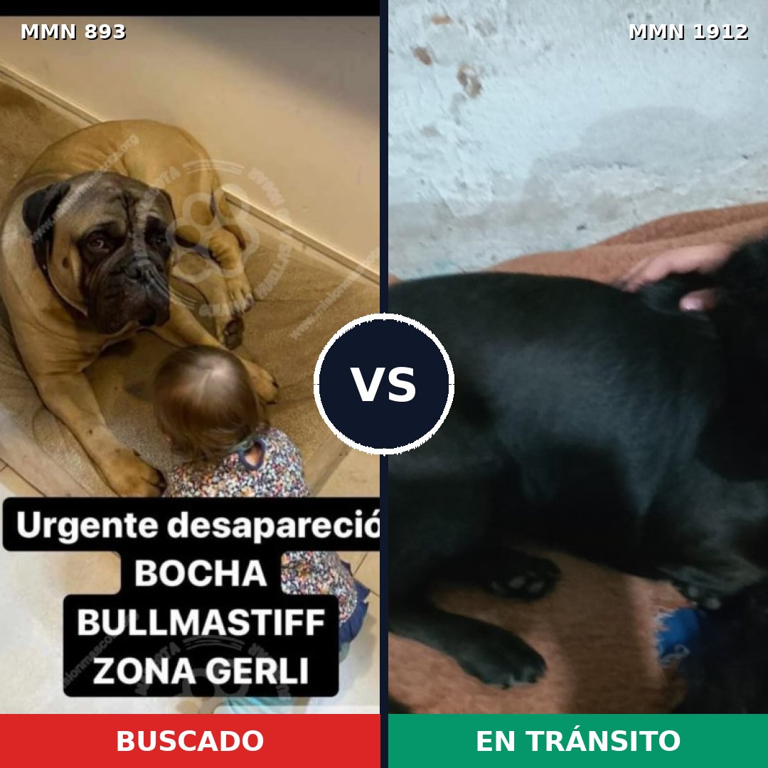 Comparativa MMS 40909: mascota perdida y mascota encontrada, 30% de similitud