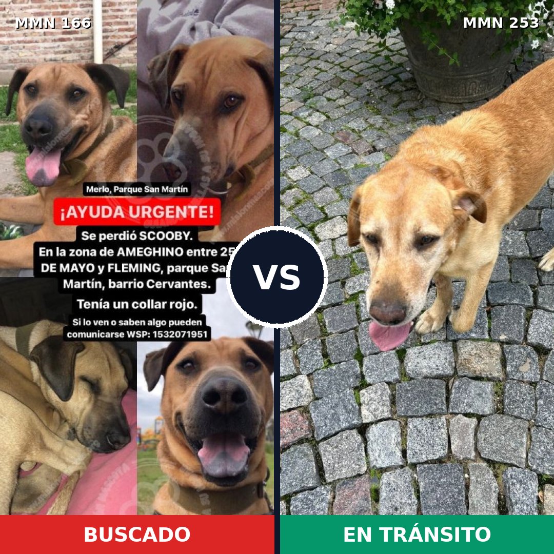 Comparativa MMS 4091: mascota perdida y mascota encontrada, 62% de similitud