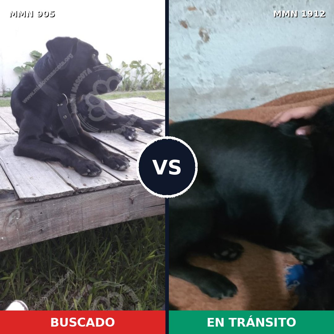 Comparativa MMS 40910: mascota perdida y mascota encontrada, 76% de similitud