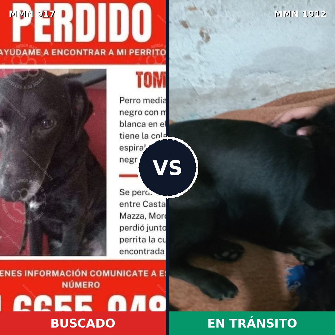 Comparativa MMS 40911: mascota perdida y mascota encontrada, 49% de similitud
