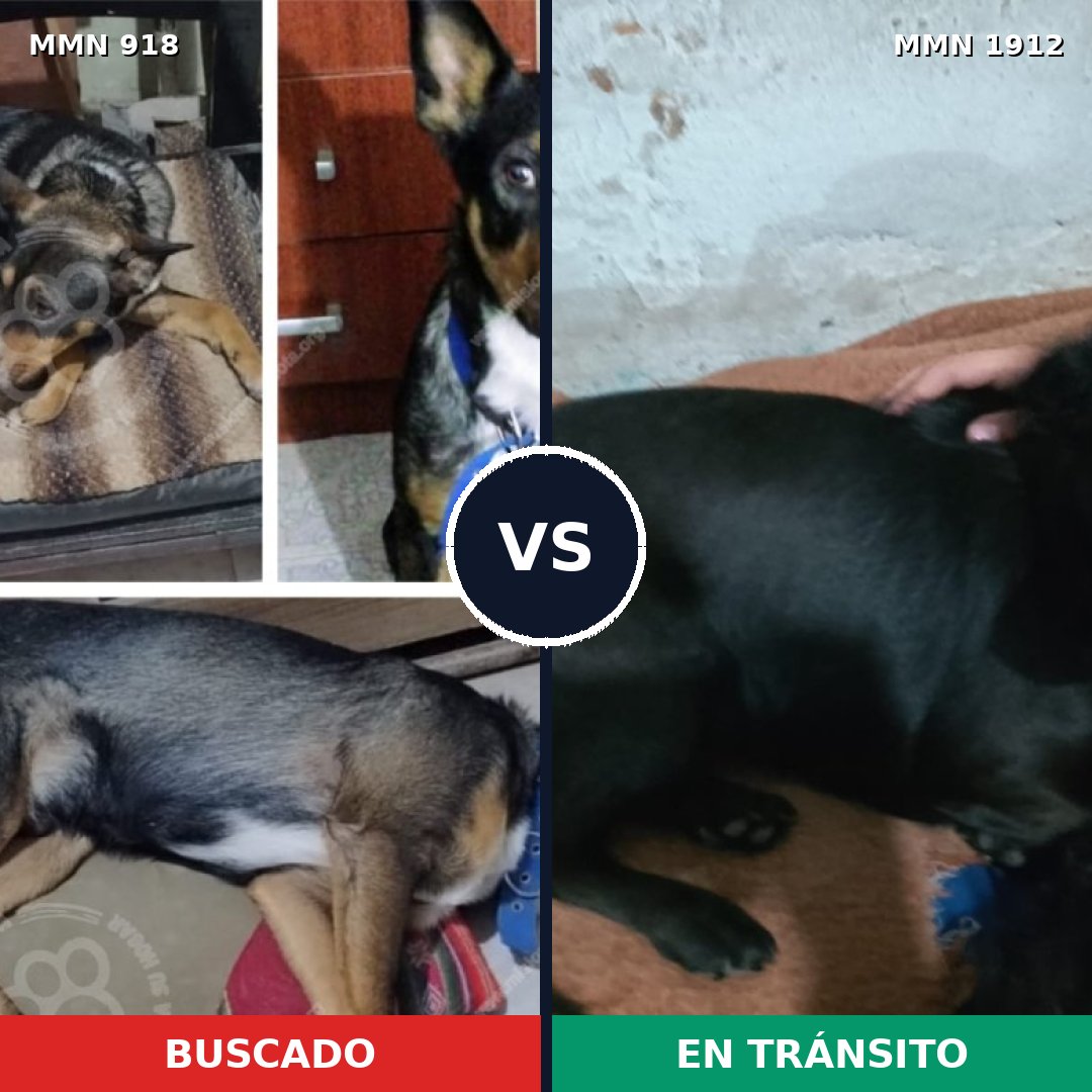 Comparativa MMS 40912: mascota perdida y mascota encontrada, 32% de similitud