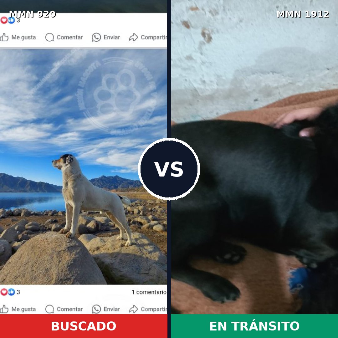 Comparativa MMS 40913: mascota perdida y mascota encontrada, 30% de similitud