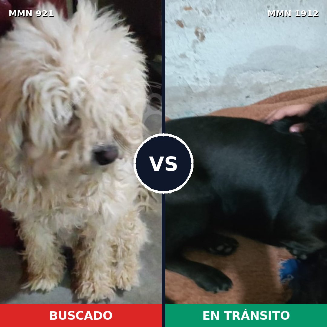 Comparativa MMS 40914: mascota perdida y mascota encontrada, 45% de similitud