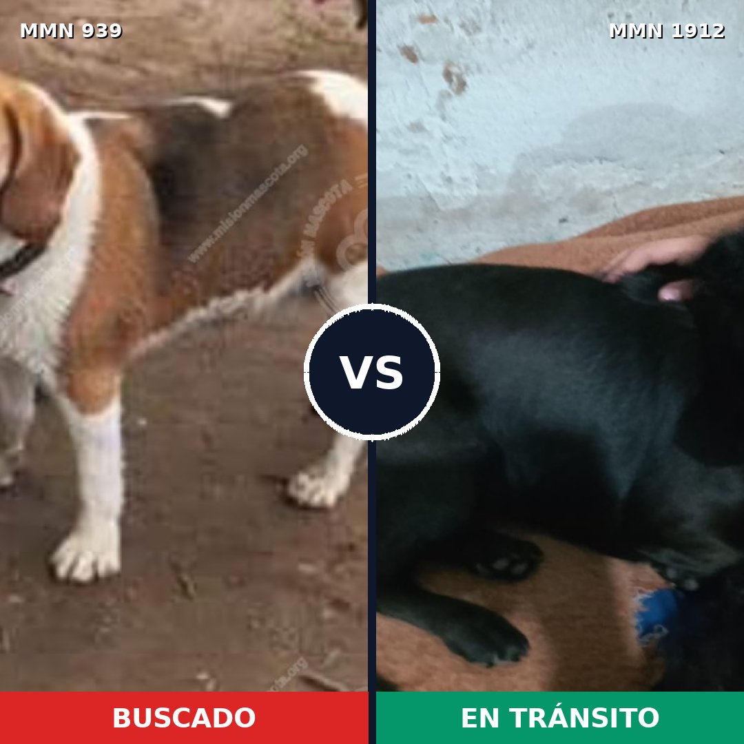 Comparativa MMS 40915: mascota perdida y mascota encontrada, 36% de similitud