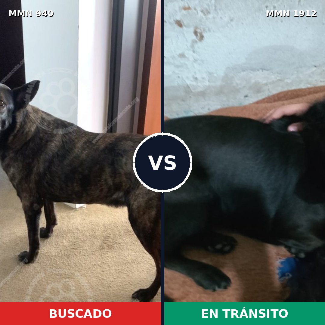 Comparativa MMS 40916: mascota perdida y mascota encontrada, 44% de similitud