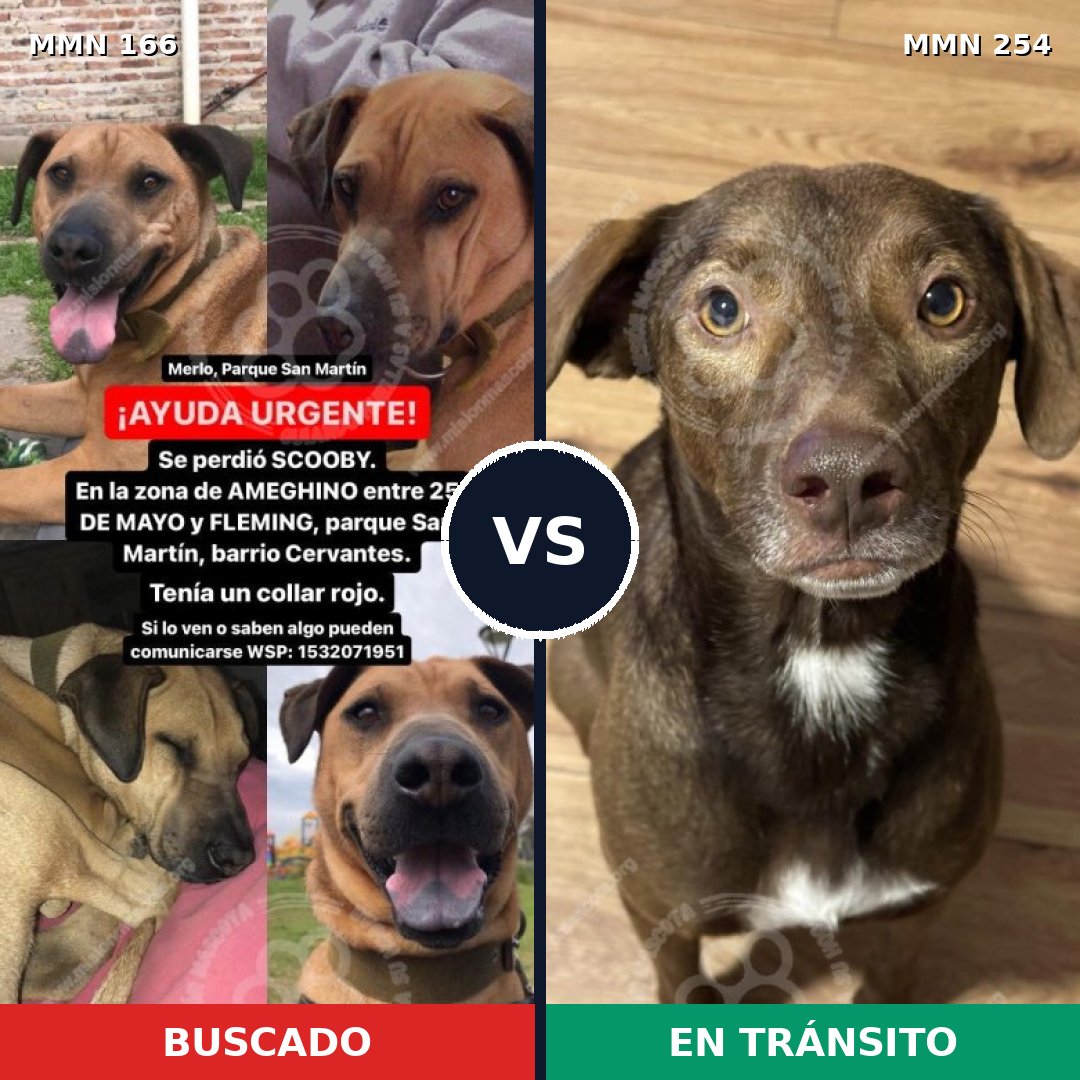 Comparativa MMS 4092: mascota perdida y mascota encontrada, 23% de similitud
