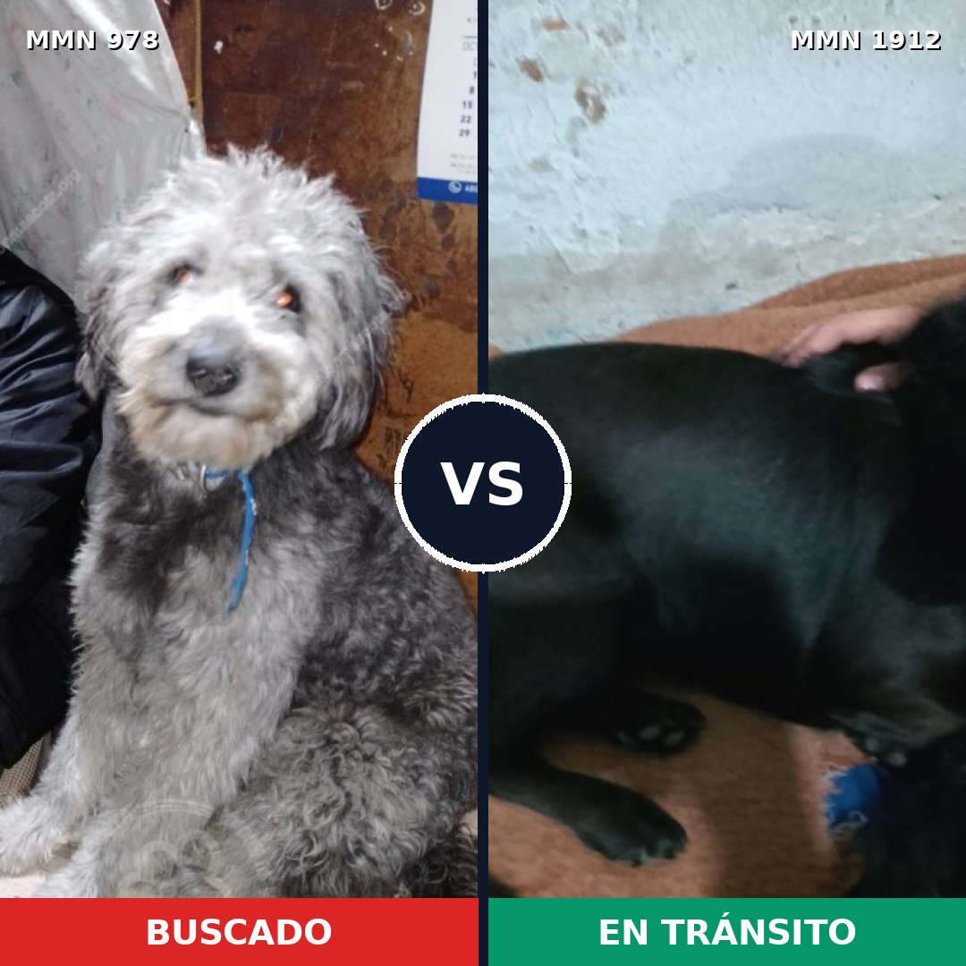Comparativa MMS 40920: mascota perdida y mascota encontrada, 45% de similitud