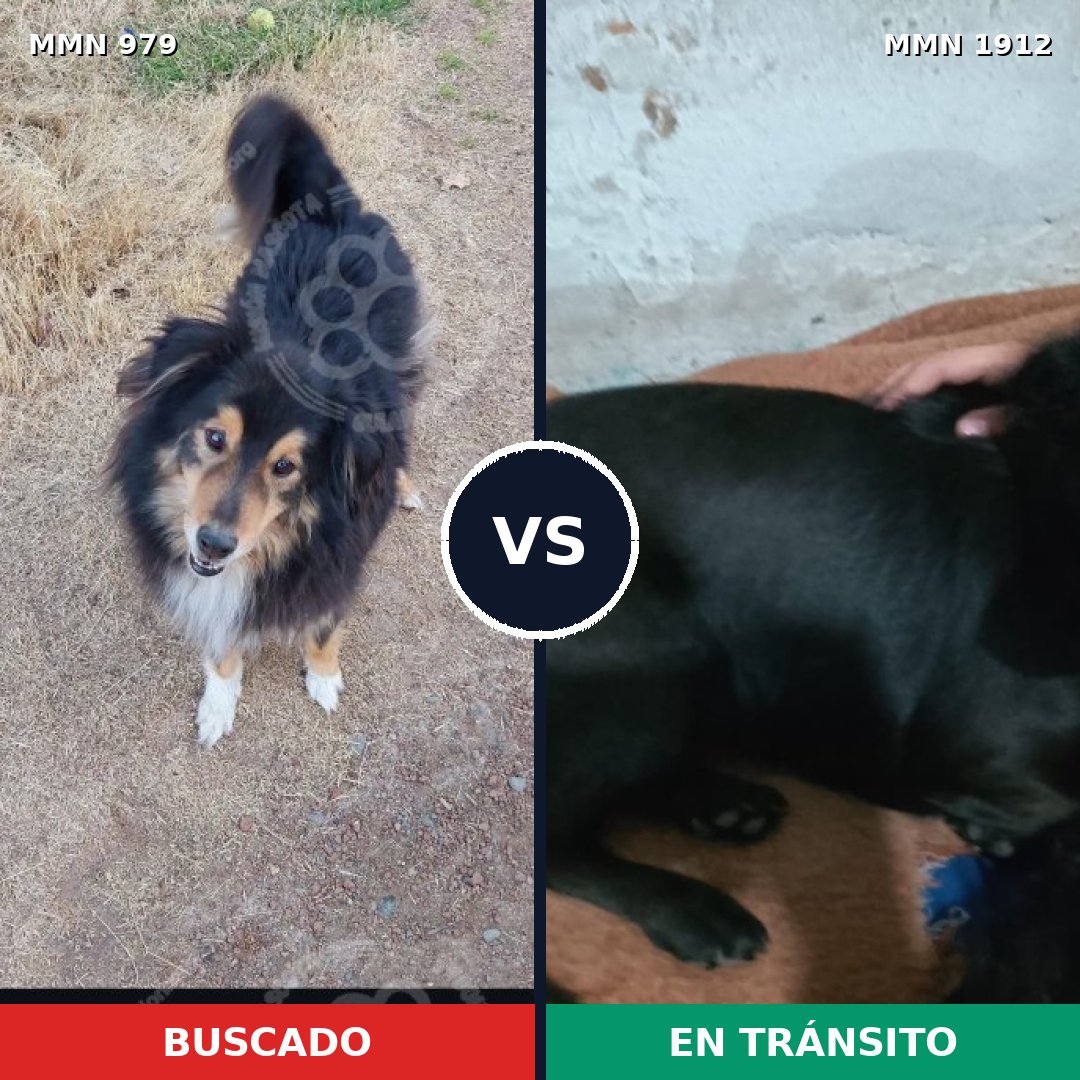 Comparativa MMS 40921: mascota perdida y mascota encontrada, 36% de similitud