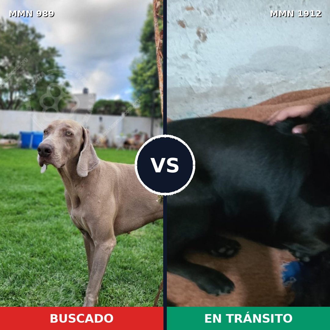 Comparativa MMS 40923: mascota perdida y mascota encontrada, 31% de similitud