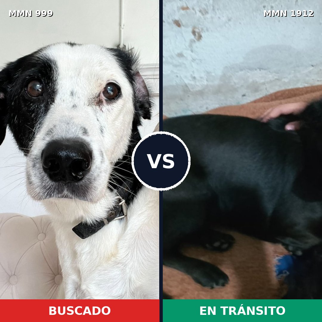 Comparativa MMS 40924: mascota perdida y mascota encontrada, 40% de similitud