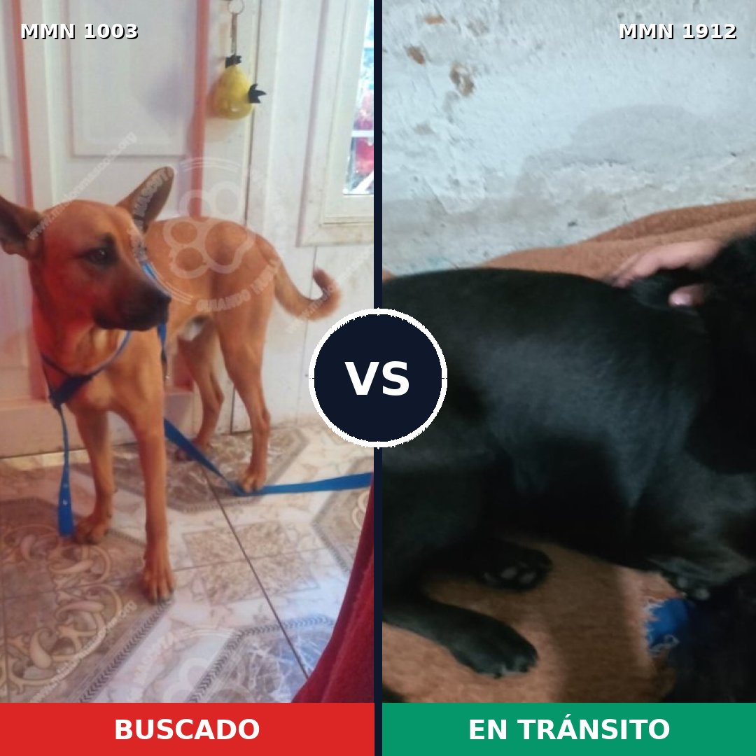 Comparativa MMS 40925: mascota perdida y mascota encontrada, 33% de similitud
