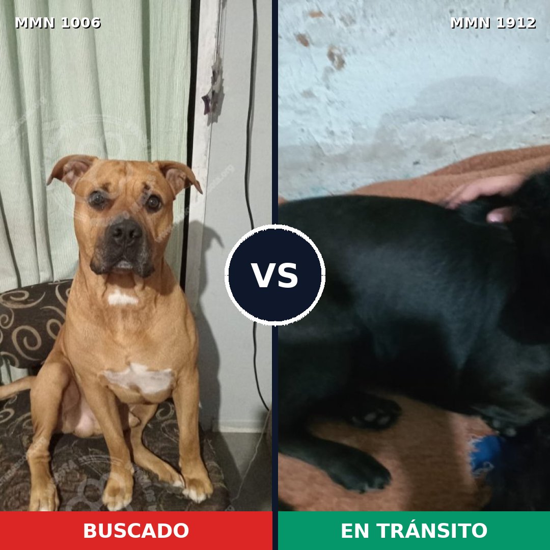 Comparativa MMS 40926: mascota perdida y mascota encontrada, 57% de similitud