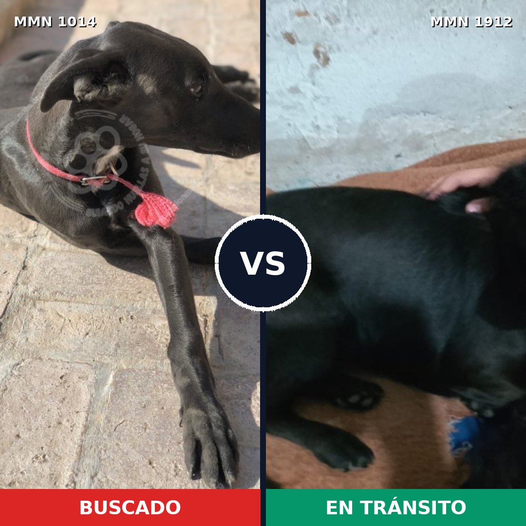 Comparativa MMS 40928: mascota perdida y mascota encontrada, 37% de similitud