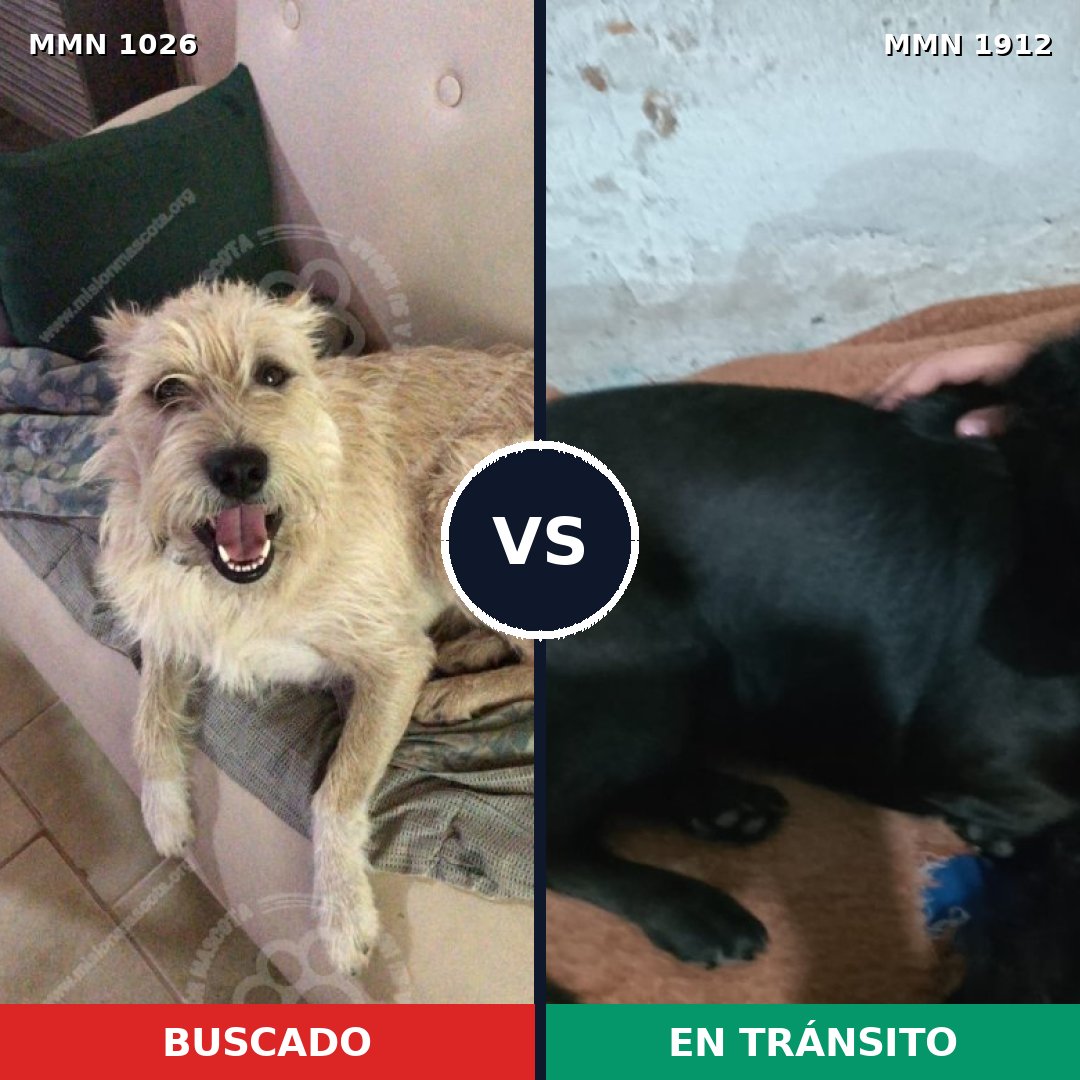 Comparativa MMS 40929: mascota perdida y mascota encontrada, 47% de similitud