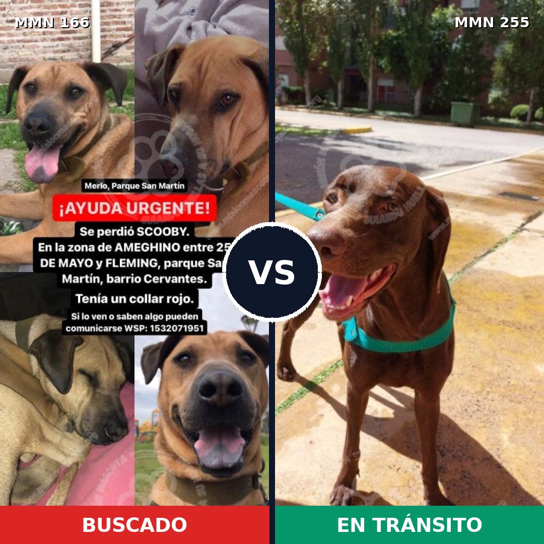Comparativa MMS 4093: mascota perdida y mascota encontrada, 62% de similitud