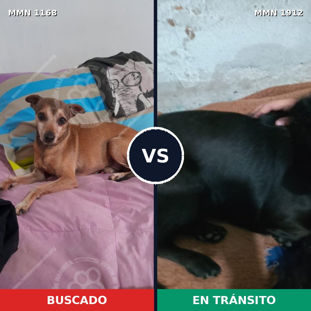 Comparativa MMS 40932: mascota perdida y mascota encontrada, 53% de similitud