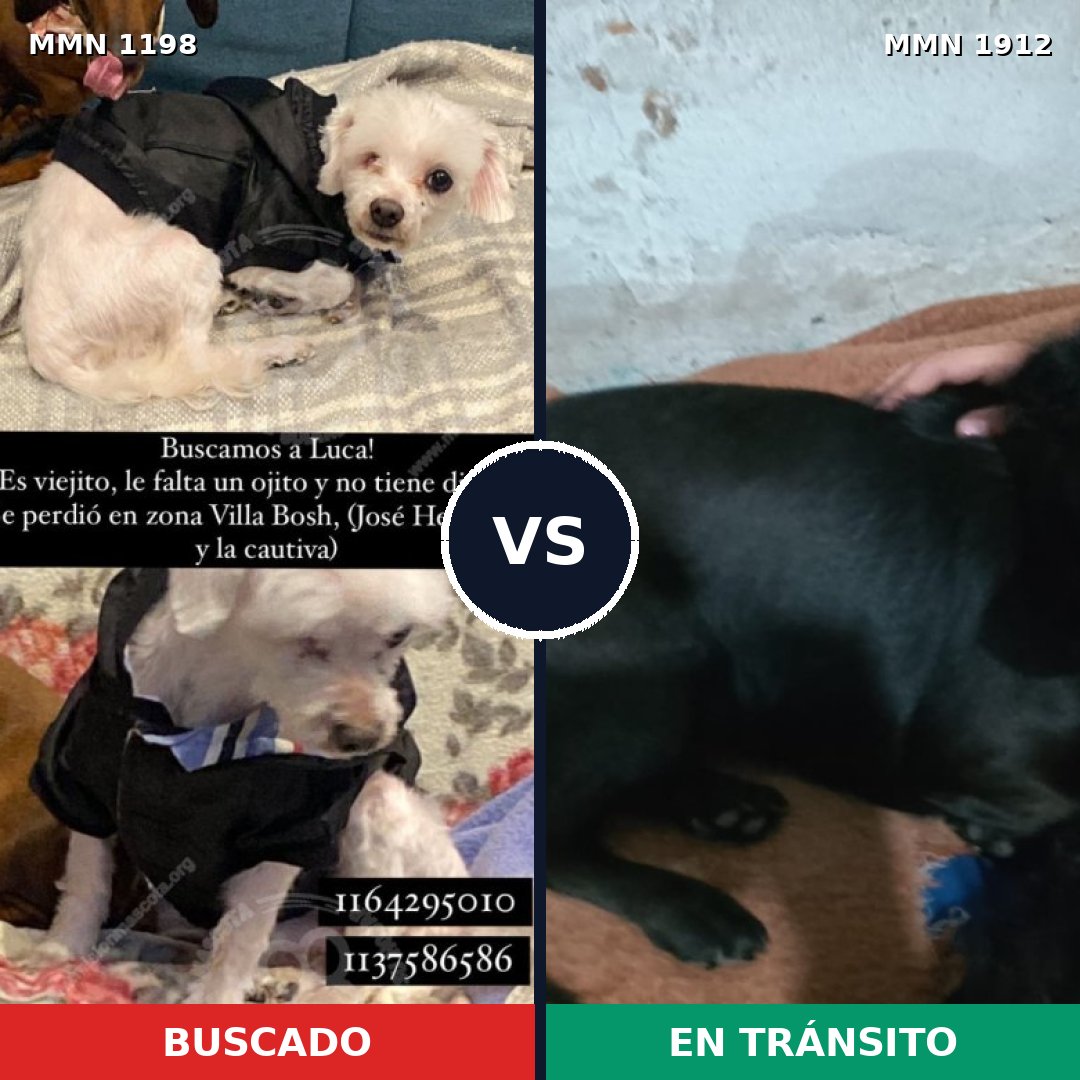 Comparativa MMS 40933: mascota perdida y mascota encontrada, 53% de similitud