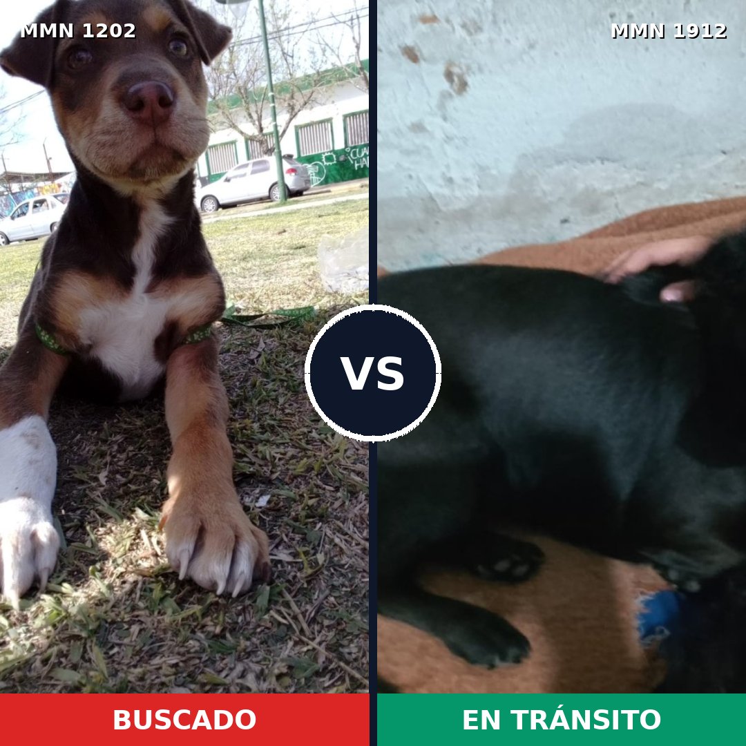 Comparativa MMS 40934: mascota perdida y mascota encontrada, 31% de similitud