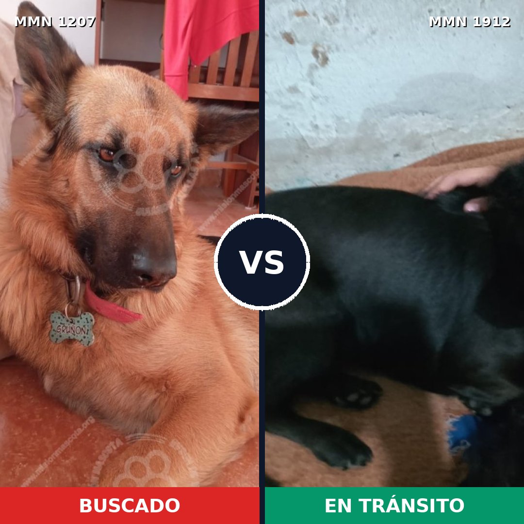 Comparativa MMS 40935: mascota perdida y mascota encontrada, 20% de similitud