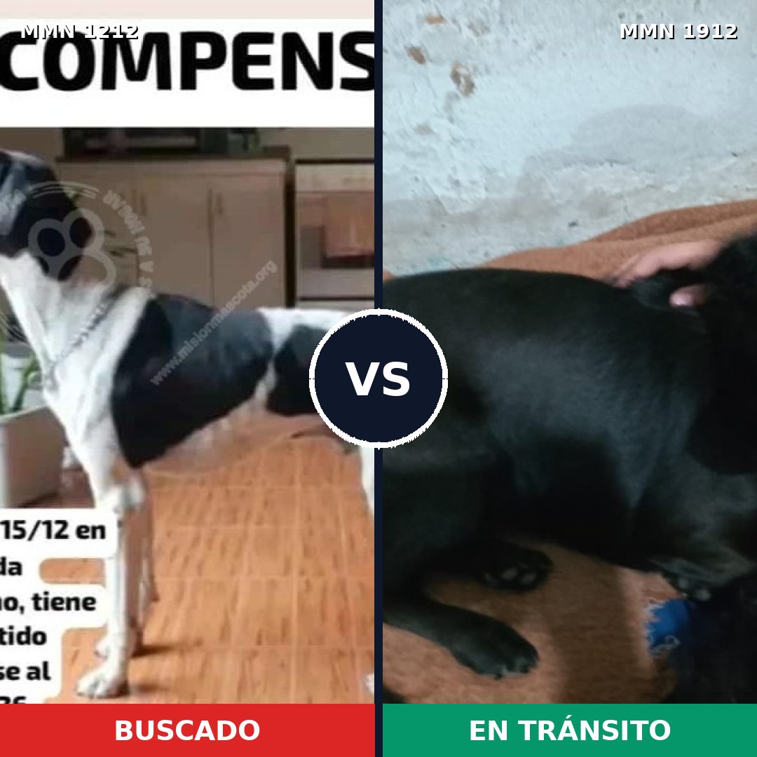 Comparativa MMS 40937: mascota perdida y mascota encontrada, 33% de similitud