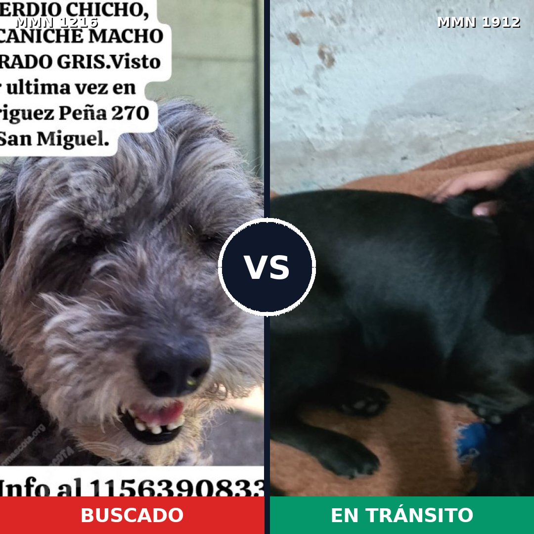 Comparativa MMS 40938: mascota perdida y mascota encontrada, 39% de similitud