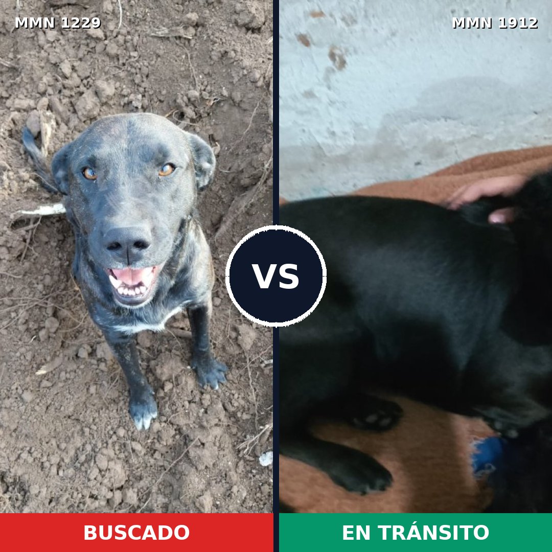 Comparativa MMS 40939: mascota perdida y mascota encontrada, 36% de similitud