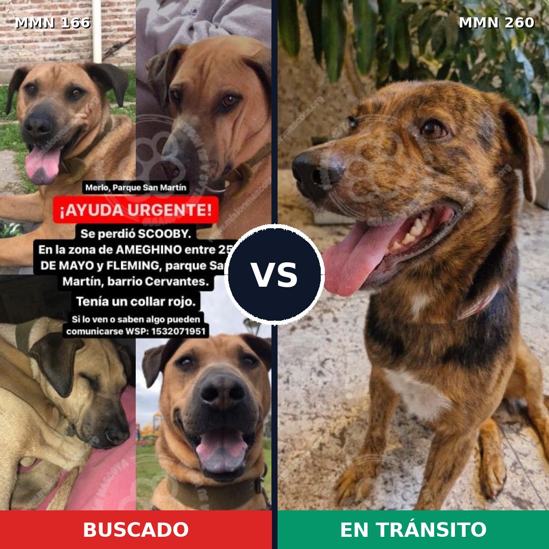 Comparativa MMS 4094: mascota perdida y mascota encontrada, 62% de similitud