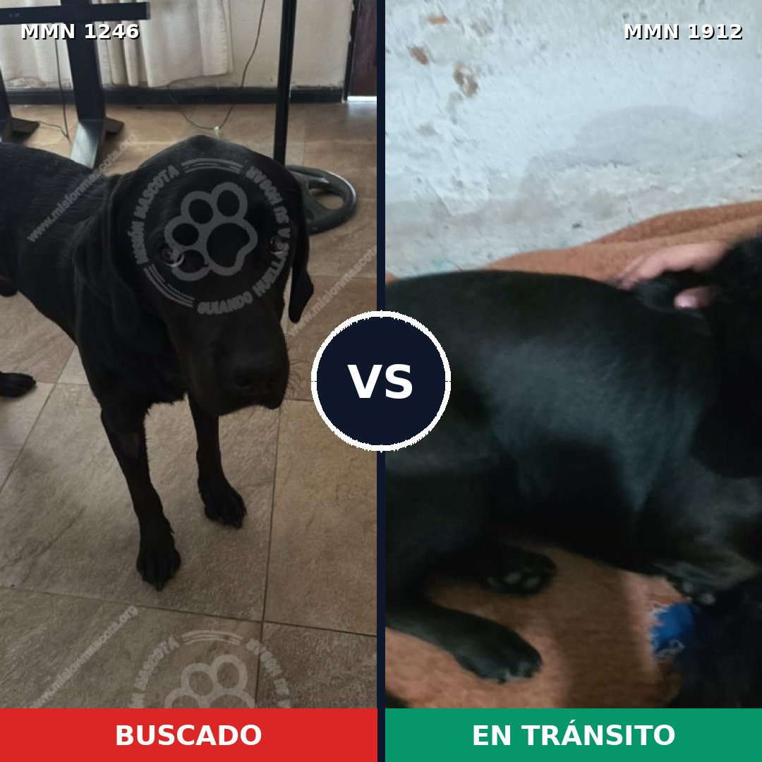 Comparativa MMS 40941: mascota perdida y mascota encontrada, 45% de similitud