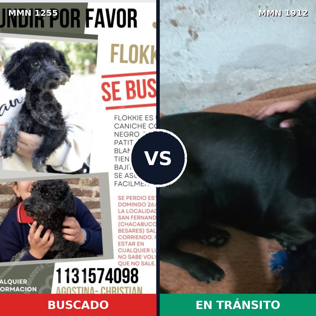 Comparativa MMS 40943: mascota perdida y mascota encontrada, 55% de similitud