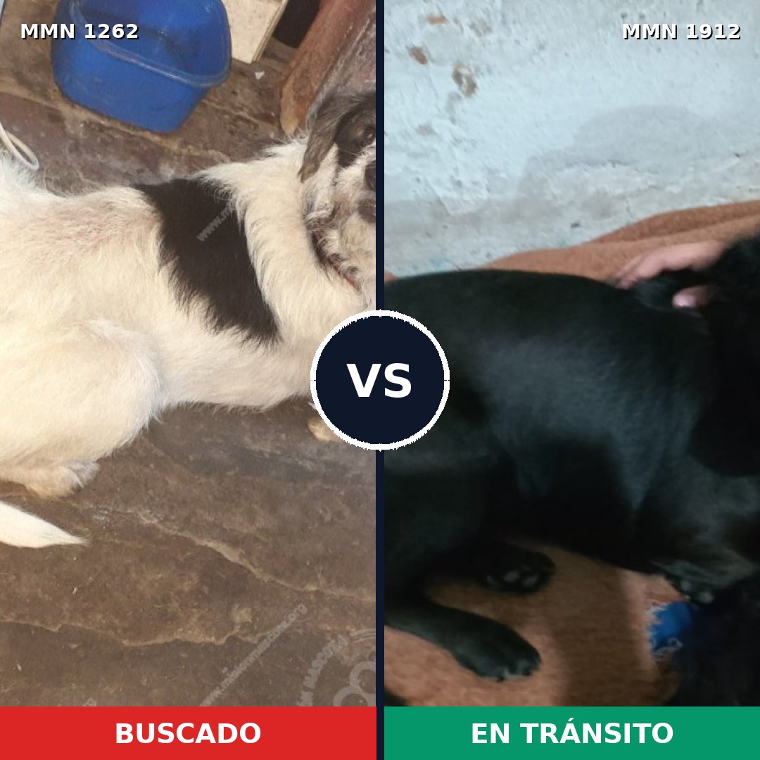 Comparativa MMS 40944: mascota perdida y mascota encontrada, 61% de similitud