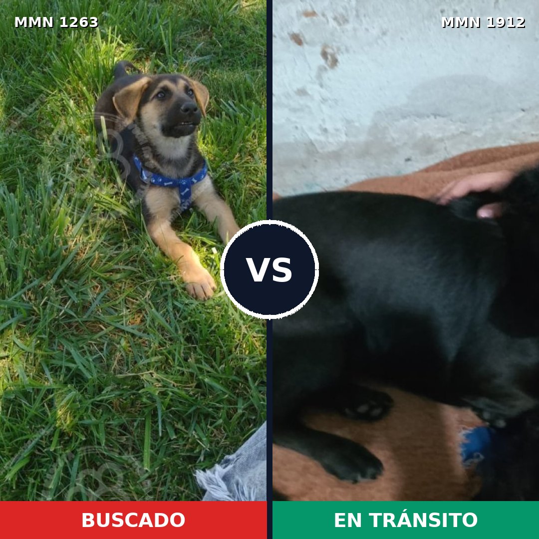 Comparativa MMS 40945: mascota perdida y mascota encontrada, 48% de similitud