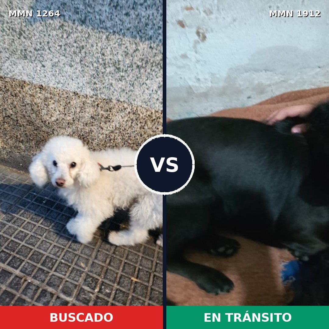 Comparativa MMS 40946: mascota perdida y mascota encontrada, 53% de similitud