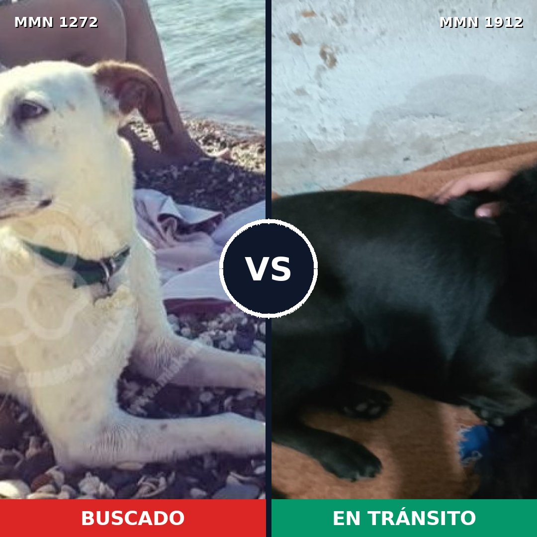Comparativa MMS 40949: mascota perdida y mascota encontrada, 57% de similitud