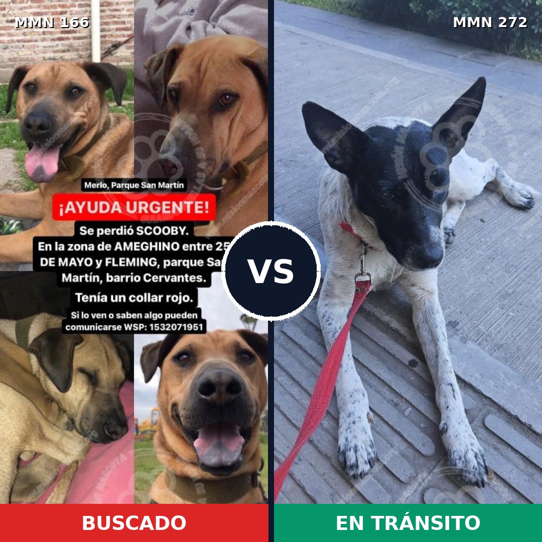 Comparativa MMS 4095: mascota perdida y mascota encontrada, 49% de similitud