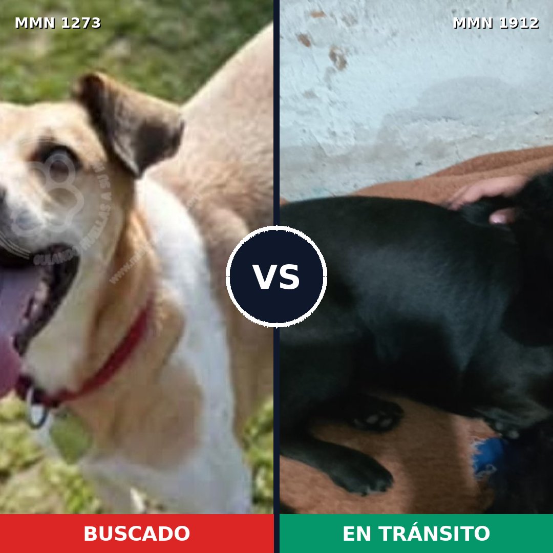 Comparativa MMS 40950: mascota perdida y mascota encontrada, 55% de similitud