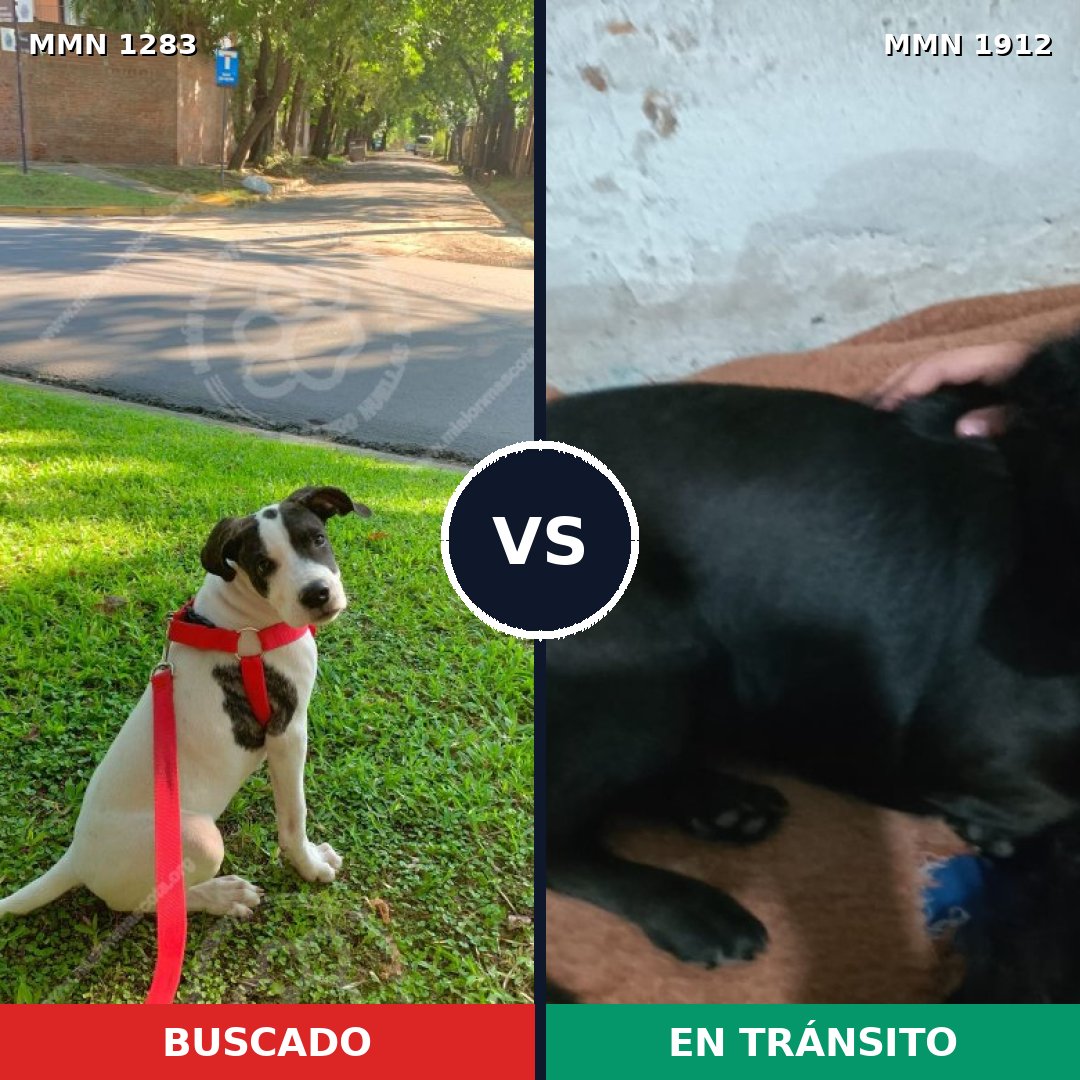 Comparativa MMS 40951: mascota perdida y mascota encontrada, 83% de similitud