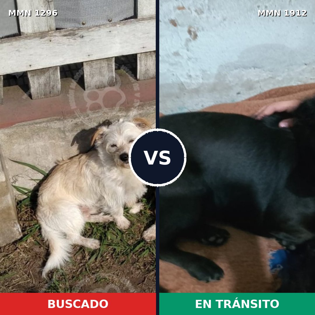 Comparativa MMS 40954: mascota perdida y mascota encontrada, 76% de similitud