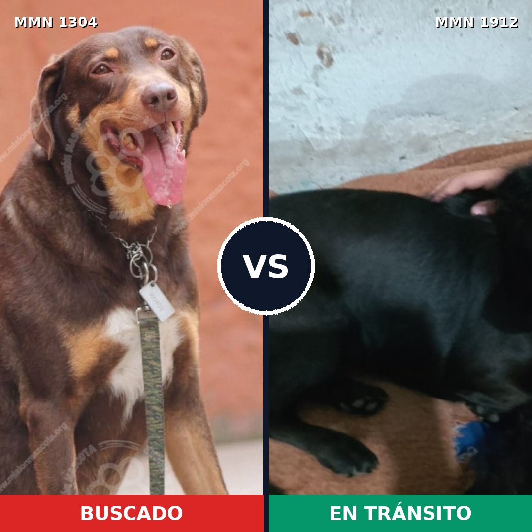 Comparativa MMS 40955: mascota perdida y mascota encontrada, 53% de similitud