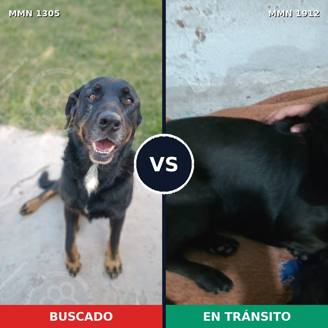 Comparativa MMS 40956: mascota perdida y mascota encontrada, 53% de similitud