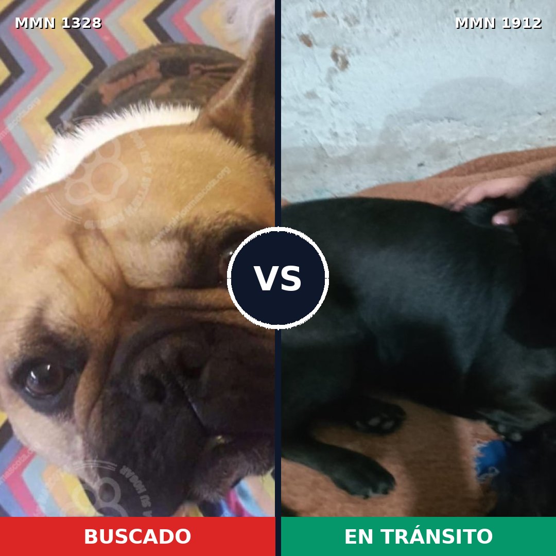 Comparativa MMS 40958: mascota perdida y mascota encontrada, 36% de similitud