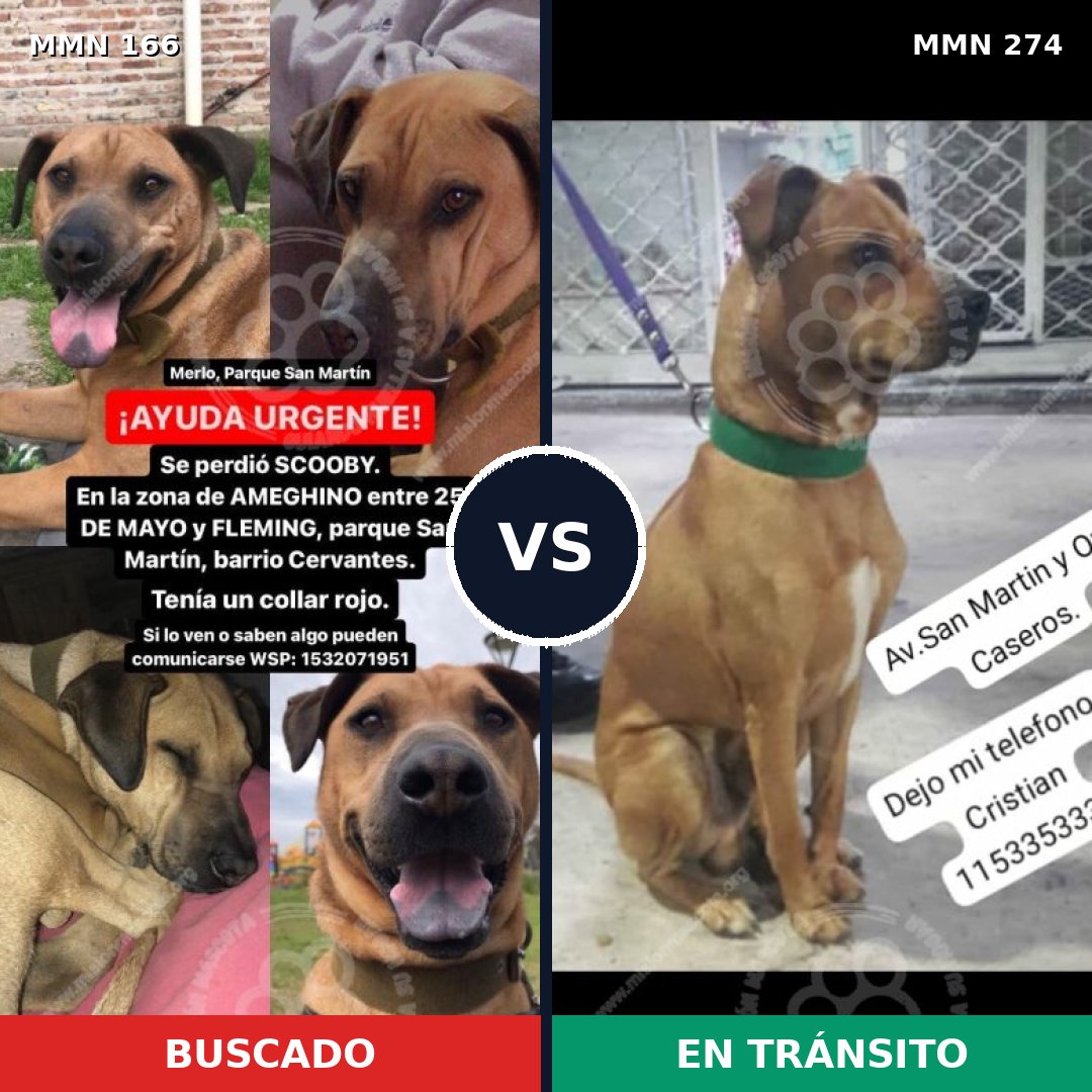 Comparativa MMS 4096: mascota perdida y mascota encontrada, 11% de similitud