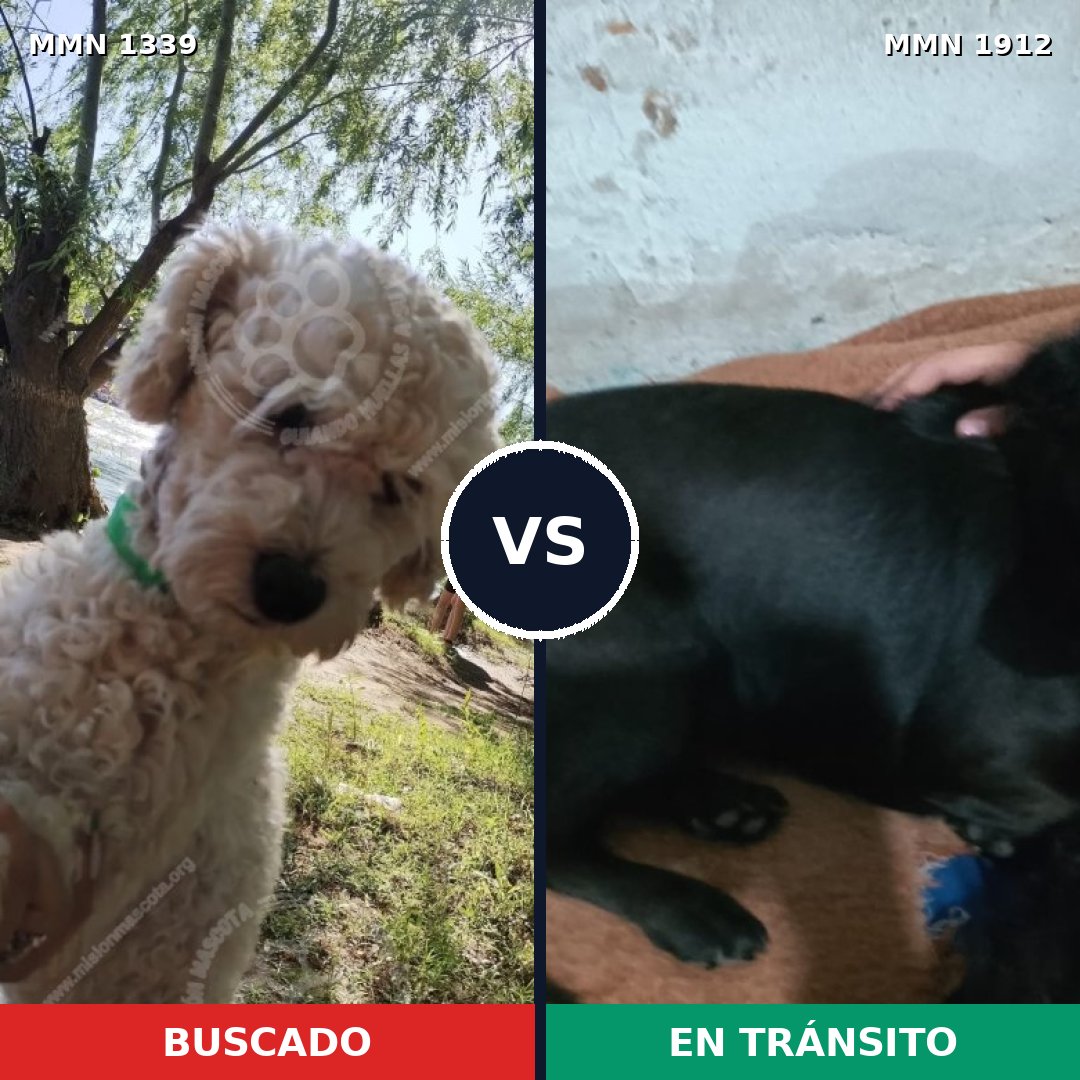 Comparativa MMS 40960: mascota perdida y mascota encontrada, 25% de similitud