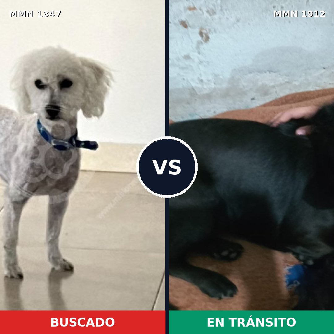Comparativa MMS 40961: mascota perdida y mascota encontrada, 27% de similitud