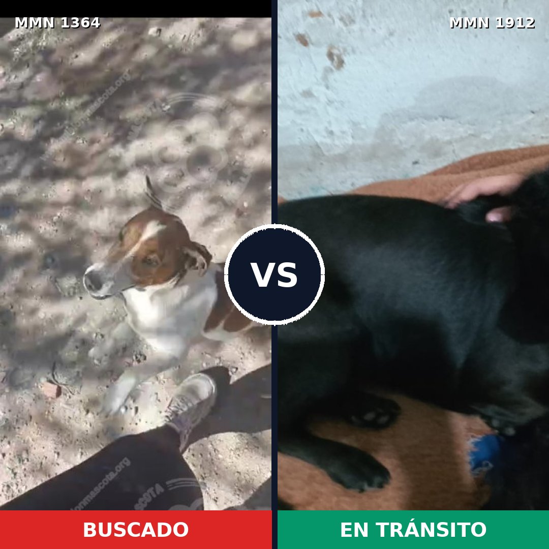 Comparativa MMS 40963: mascota perdida y mascota encontrada, 43% de similitud