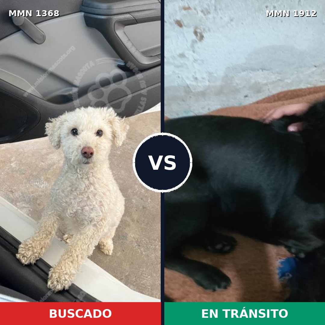 Comparativa MMS 40964: mascota perdida y mascota encontrada, 52% de similitud