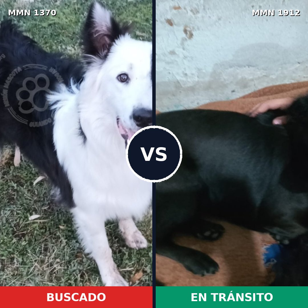 Comparativa MMS 40965: mascota perdida y mascota encontrada, 33% de similitud
