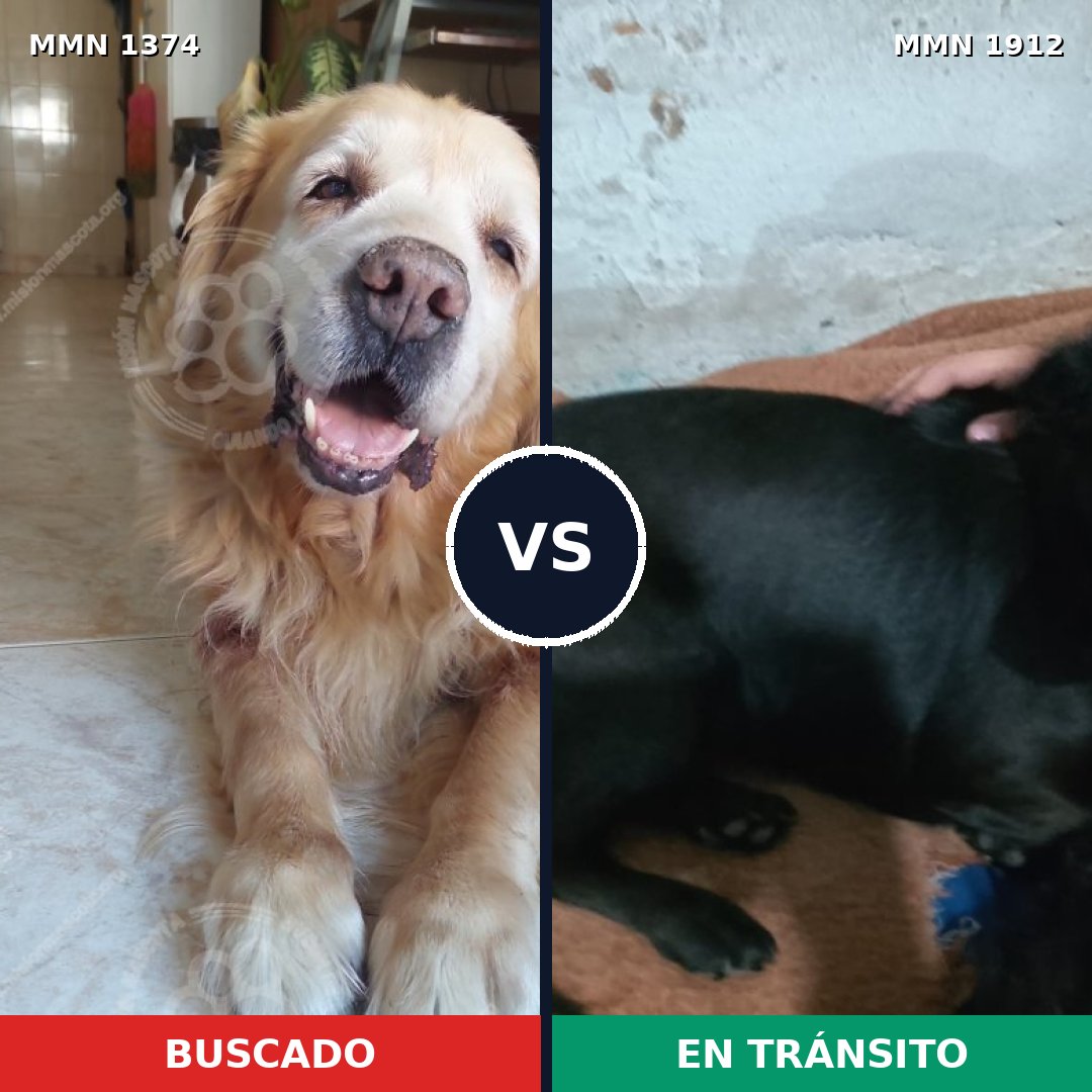 Comparativa MMS 40967: mascota perdida y mascota encontrada, 31% de similitud