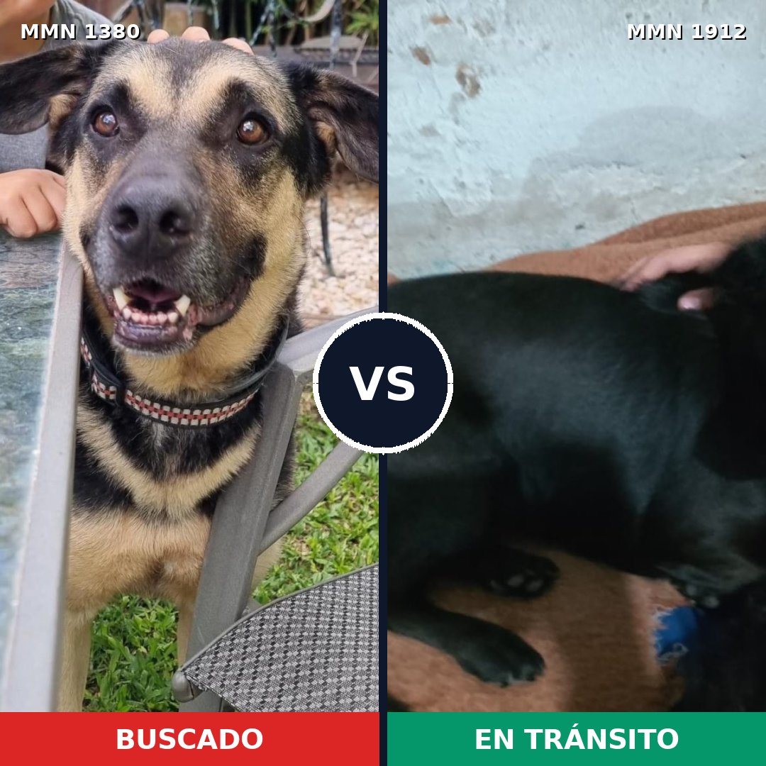 Comparativa MMS 40969: mascota perdida y mascota encontrada, 60% de similitud