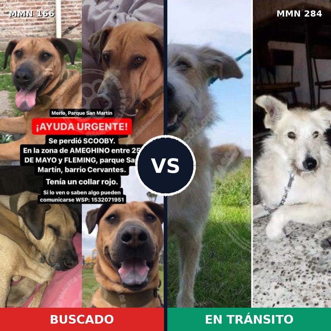 Comparativa MMS 4097: mascota perdida y mascota encontrada, 8% de similitud